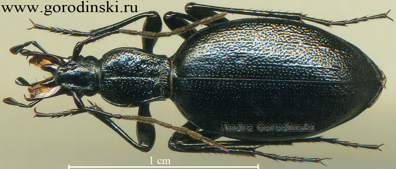 http://www.gorodinski.ru/carabidae/Cychrus koiwayai koiwayai.jpg